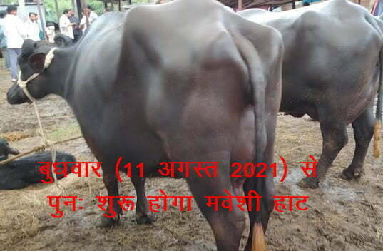 मवेशी हाट
