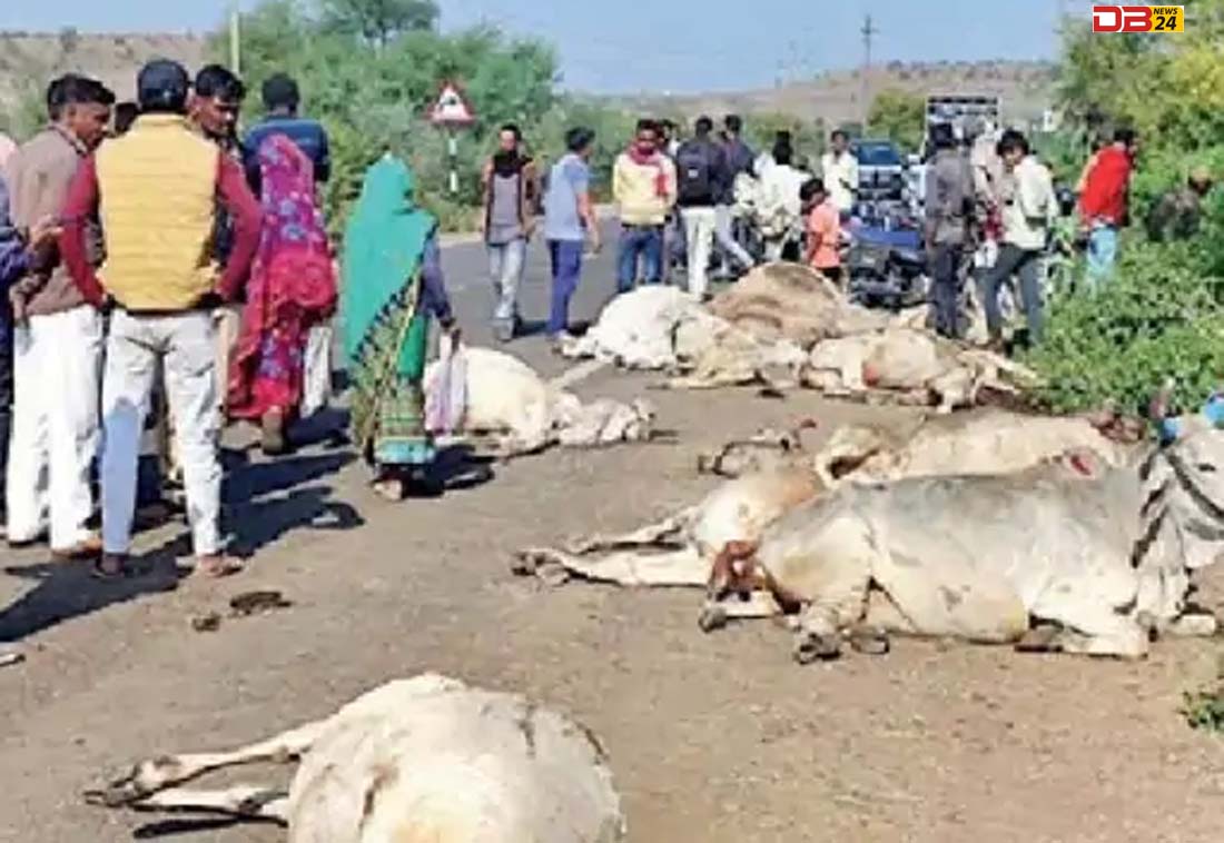 गायों